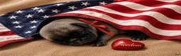 Pug dogs for sale: Freedom - Ad 1