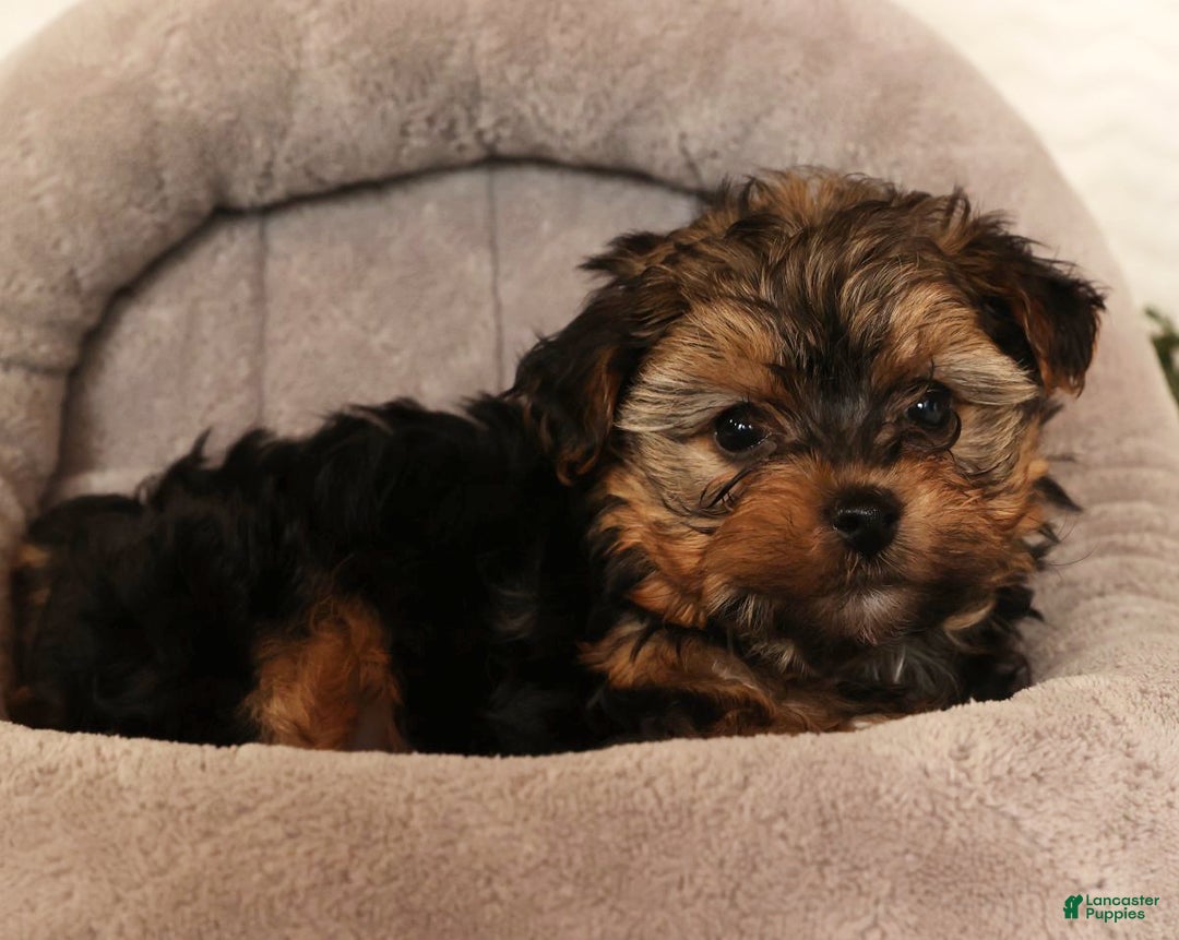 Yorkiepoo dogs for sale: Troy  2.5lbs - Ad 6