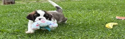 Saint Bernard dogs for sale: Boxer - Ad 4