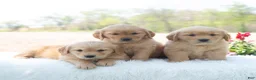 Golden Retriever dogs for sale: Memphis  - Ad 6
