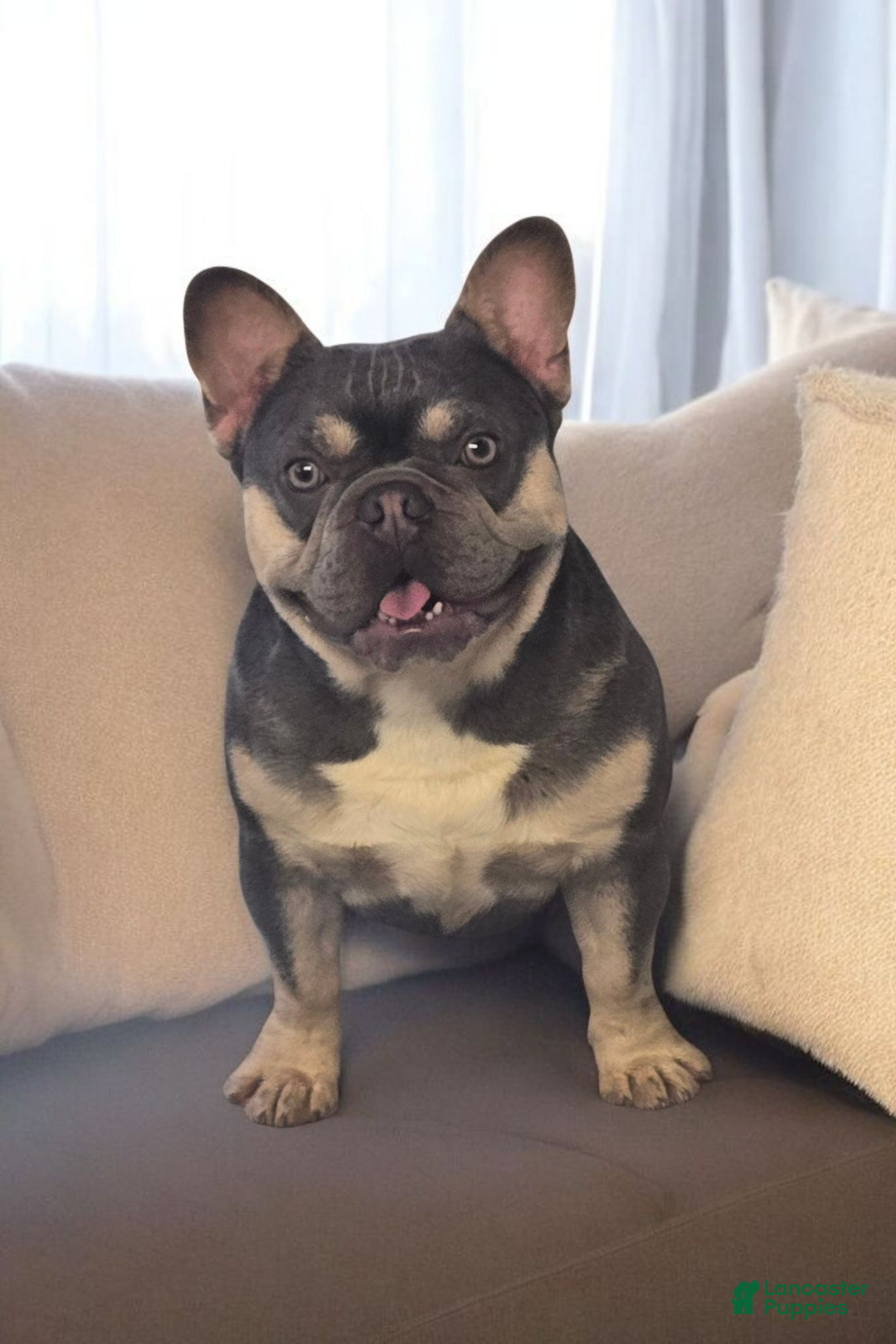 French Bulldog dogs for stud: French Bulldog 1 puppies - Ad 5