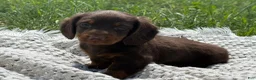 Miniature Dachshund dogs for sale: Garrett - Ad 6
