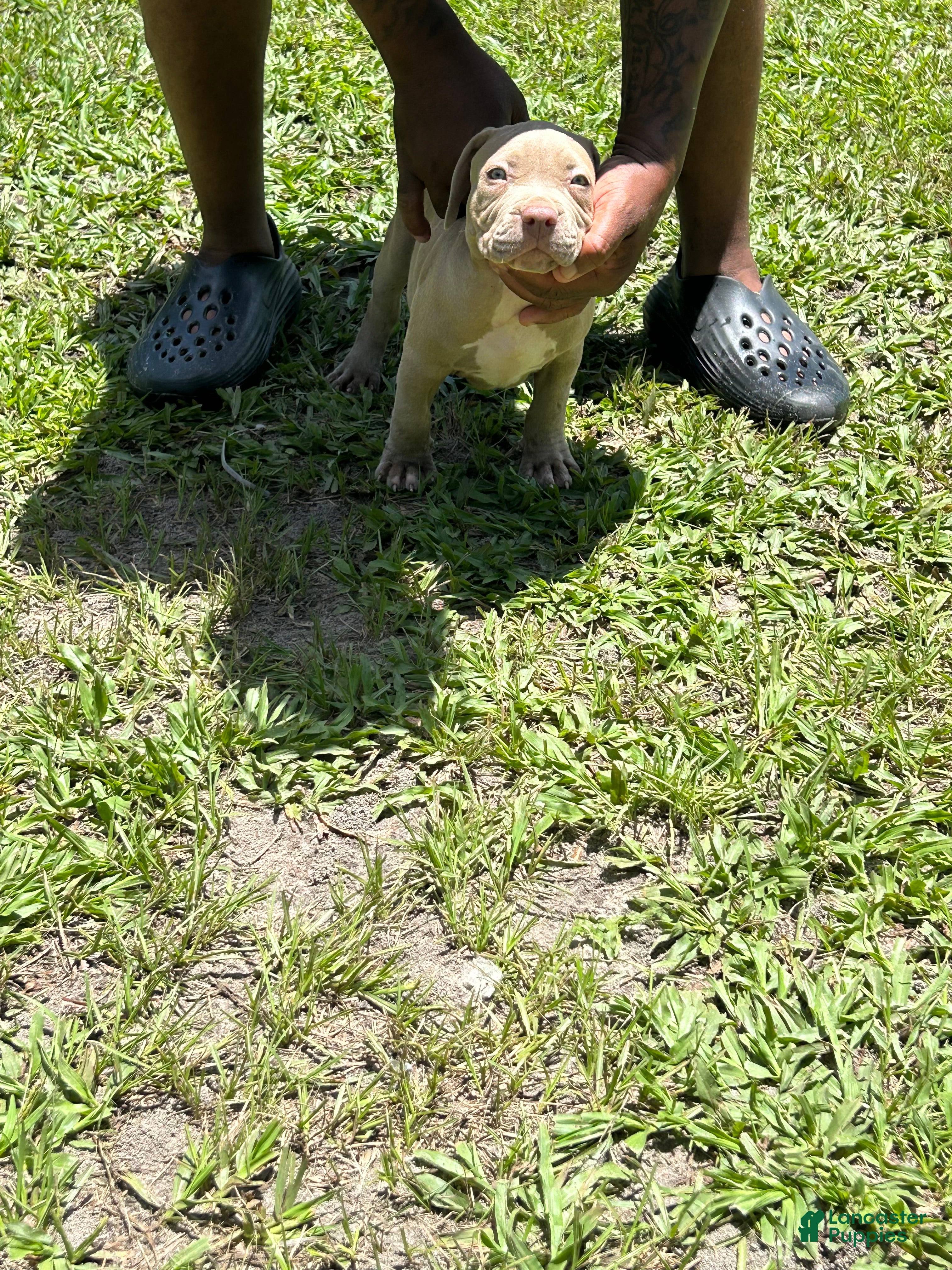American Pit Bull Terrier dogs American Pit Bull Terrier 5 - Ad 21