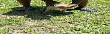 American Pit Bull Terrier 5