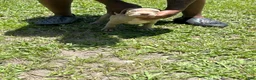 American Pit Bull Terrier dogs for sale: American Pit Bull Terrier 5 - Ad 1