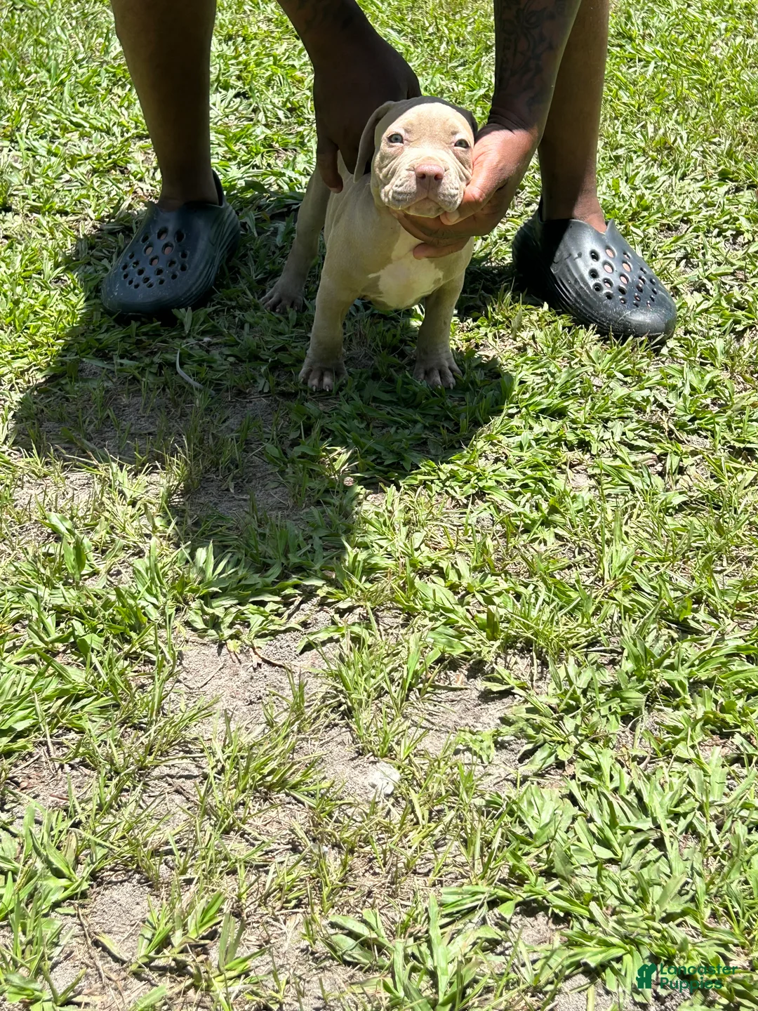 American Pit Bull Terrier dogs for sale: American Pit Bull Terrier 5 - Ad 1