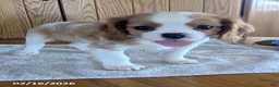 Cavalier King Charles Spaniel dogs for sale: Cinnamon - Ad 4