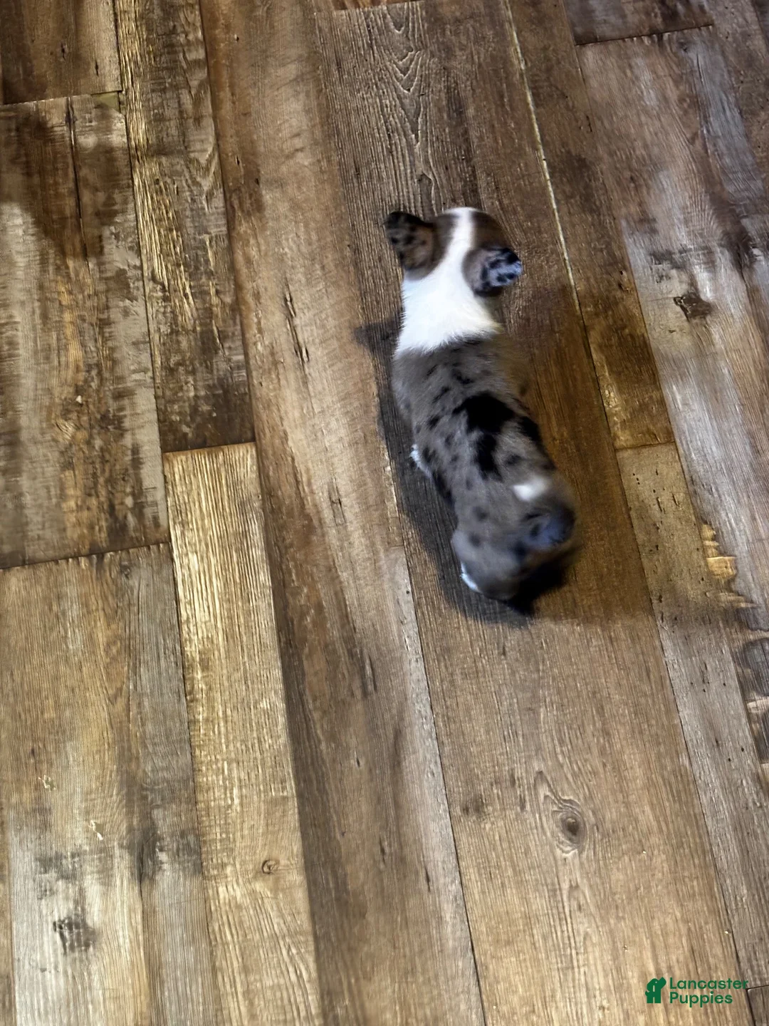 Mixed Breed dogs for sale: Frank - Ad 8