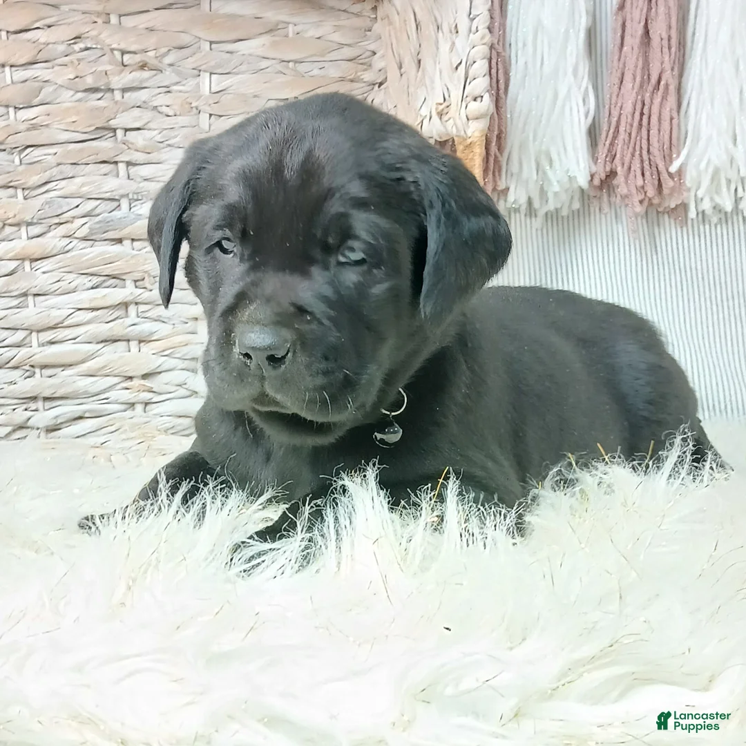Labrador Retriever dogs for sale: DIESEL - Ad 4