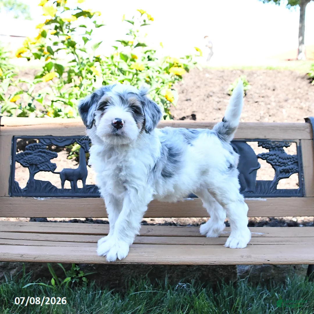Mini Bernedoodle dogs for sale: Lightning - Ad 1
