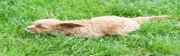 Cavapoo dogs for sale: Nolan - Ad 9
