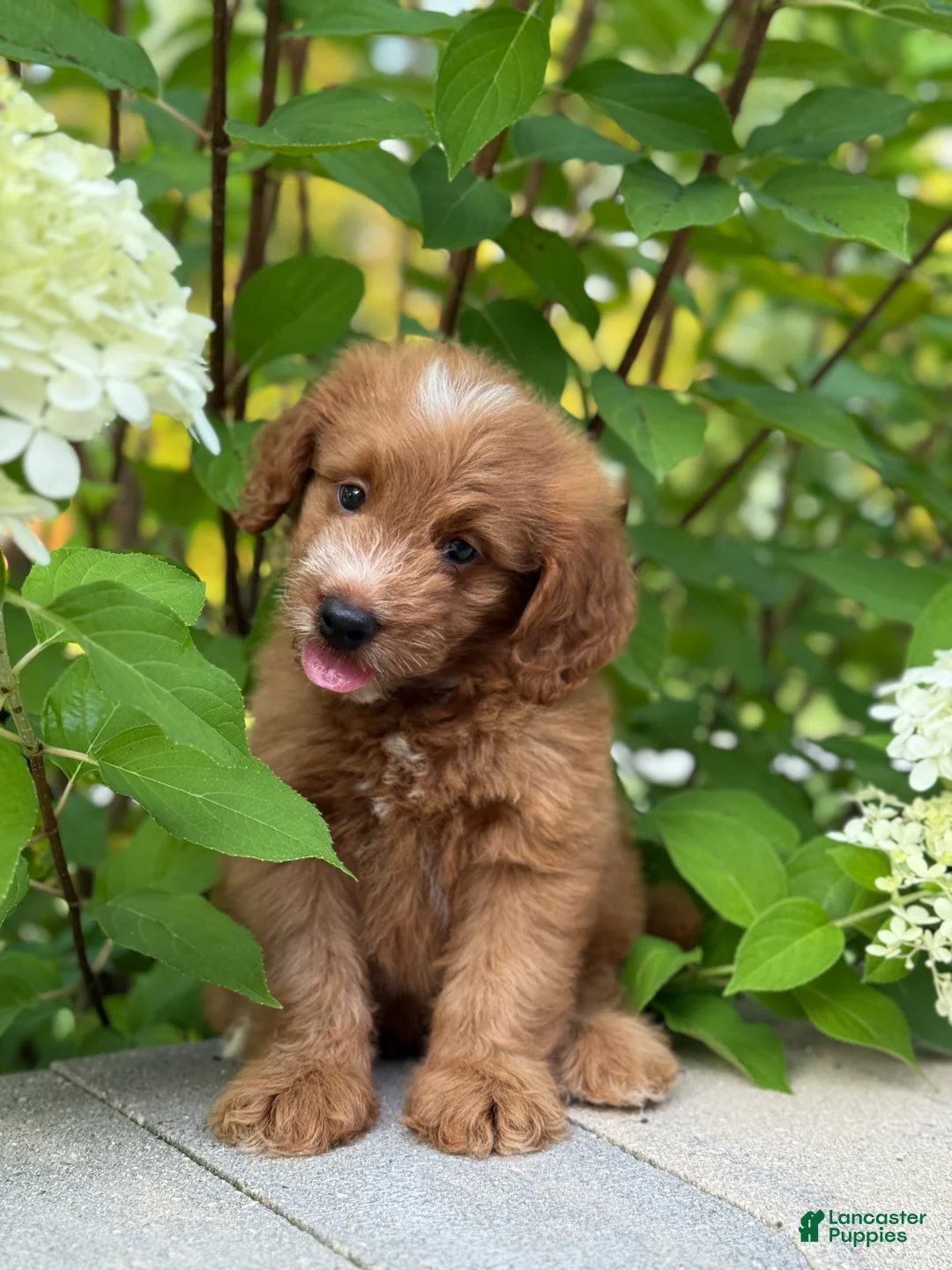 Mini Goldendoodle dogs for sale: Goldie - Ad 11