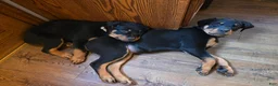Rottweiler dogs for sale: Brown  - Ad 15