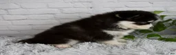 Pomsky dogs for sale: Tanner - Ad 4