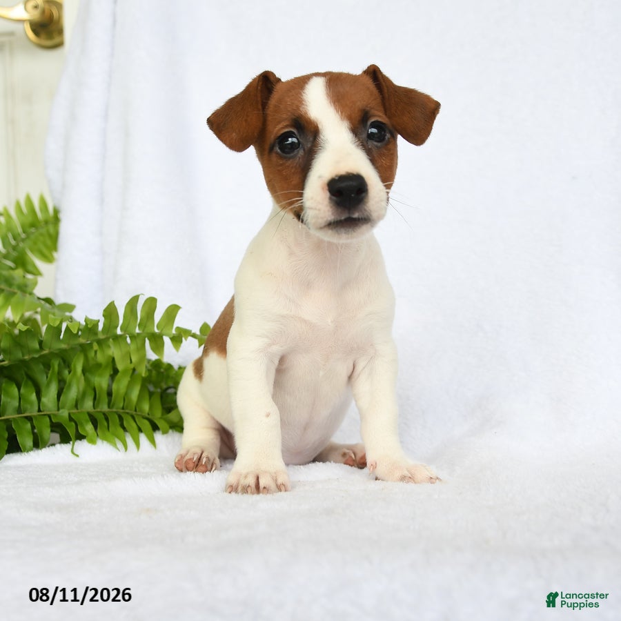 Jack Russell Terrier dogs Hoover - Ad 2