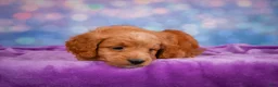 Mini Goldendoodle dogs for sale: REX - Ad 10