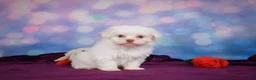 Maltese dogs for sale: Penny - Ad 6