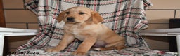 Labrador Retriever dogs for sale: Hunter - Ad 5