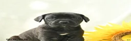 Cane Corso dogs for sale: Bella   - Ad 4