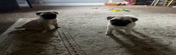 Pug dogs for sale: Boy 2 - Ad 1