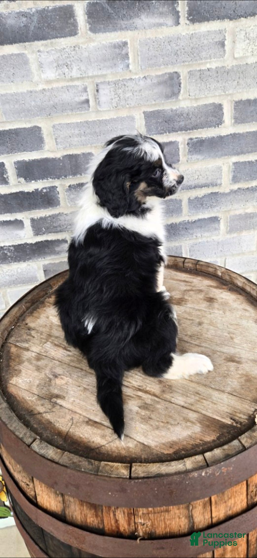 Mini Aussiedoodle dogs for sale: Rocky – Male (Tri-Color) - Ad 6