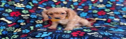Cavapoo dogs for sale: Ruger - Ad 6
