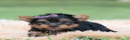 Yorkshire Terrier dogs for sale: Sugar Plum - Ad 7