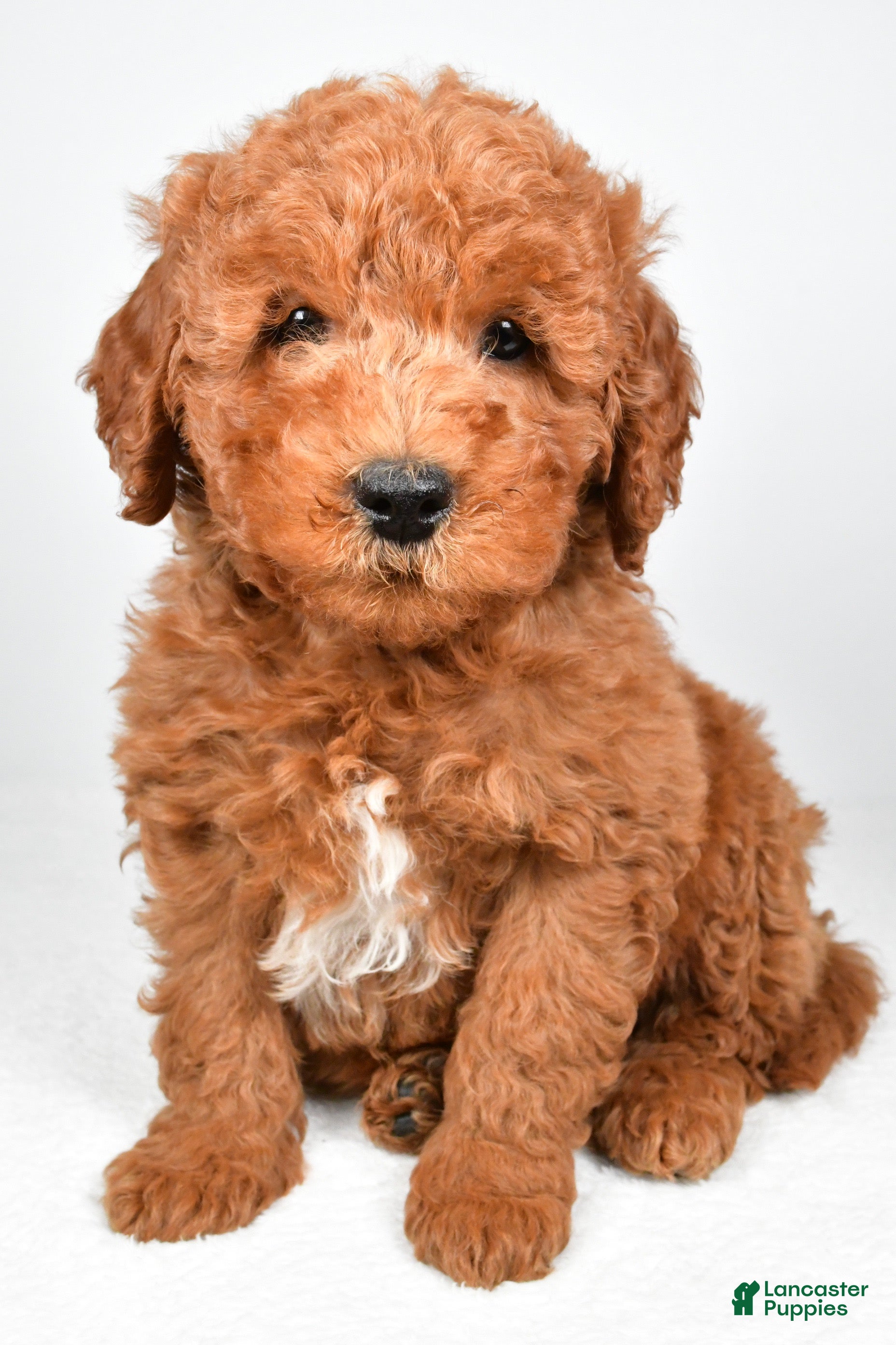 Mini Goldendoodle dogs for sale: Winston  - Ad 1