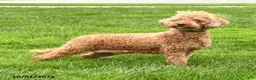 Mini Goldendoodle dogs for sale: Scarlett - Ad 6