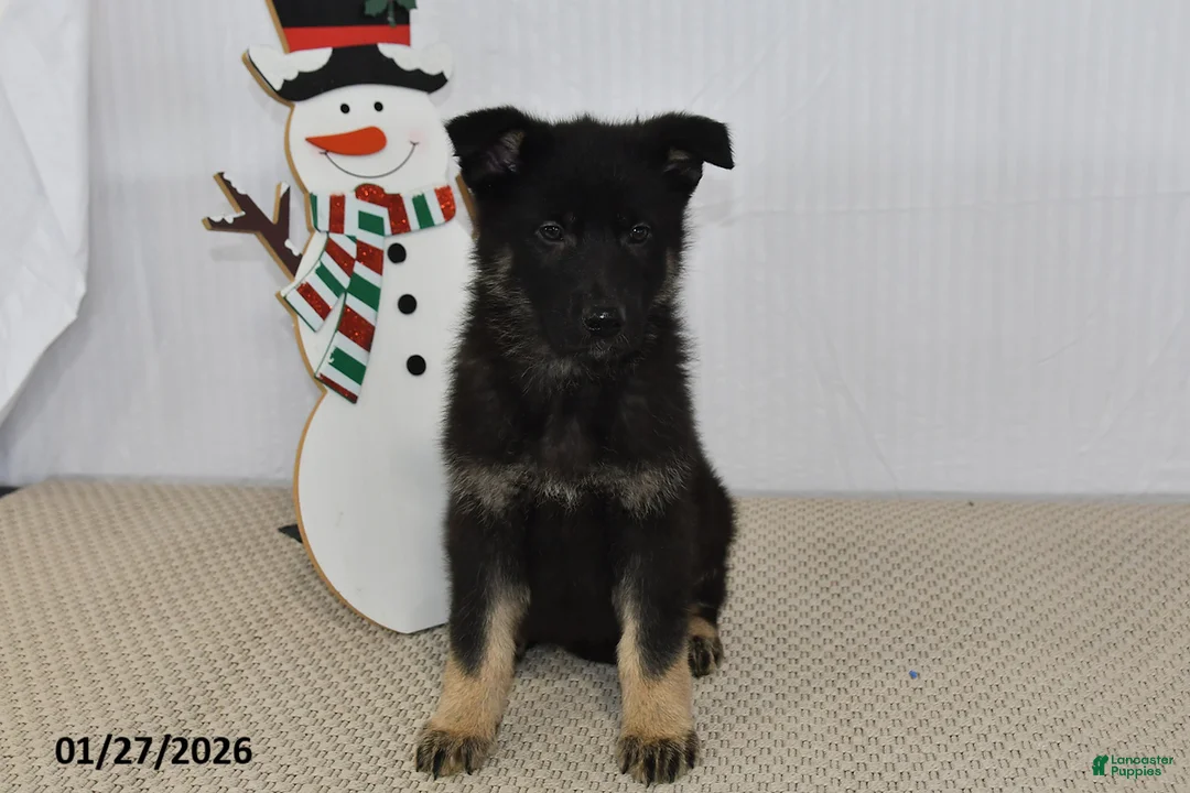 German Shepherd dogs for sale: Melody - Ad 9