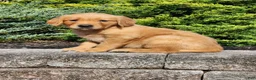 Golden Retriever dogs for sale: Chief - Ad 4