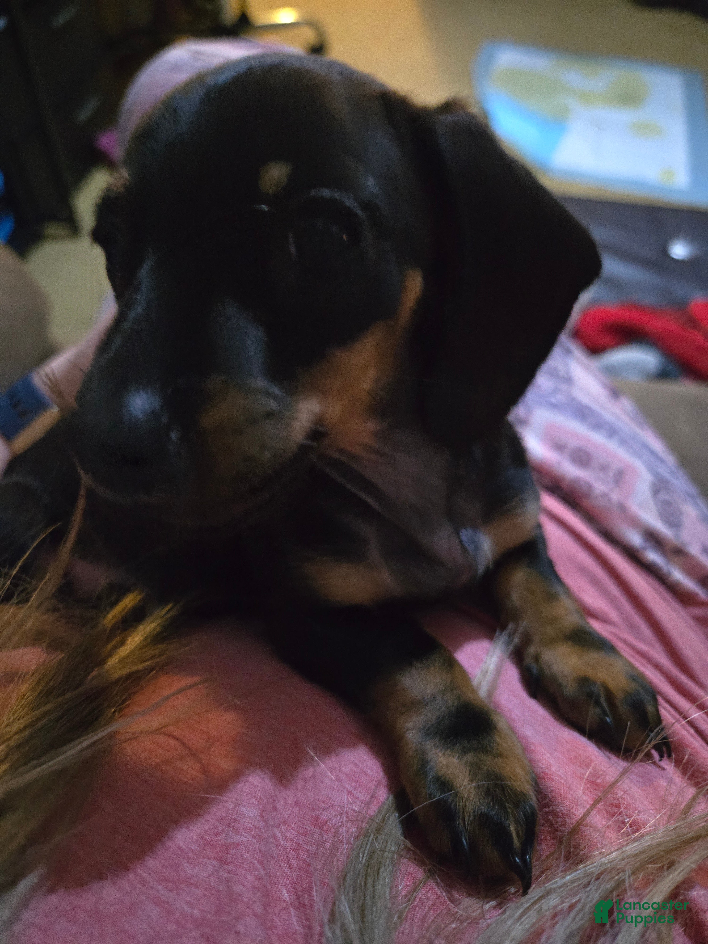 Dachshund dogs Dachshund Puppy 5 - Ad 27