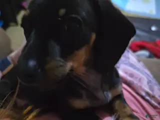 Dachshund dogs Dachshund Puppy 5 - Ad 27