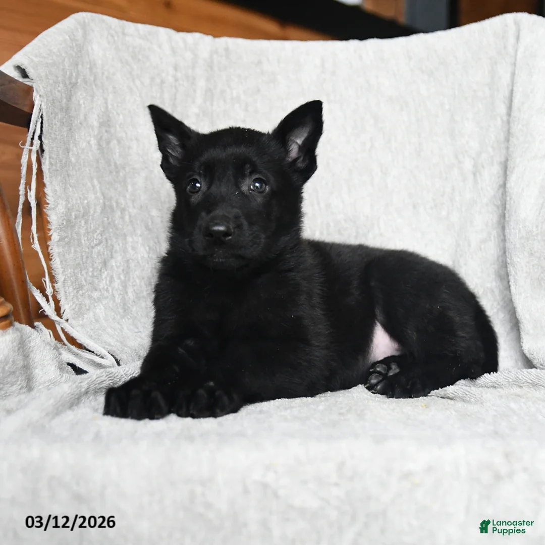 Mixed Breed dogs for sale: Twinkle - Ad 6