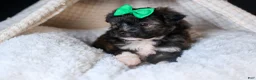 Mini Aussiedoodle dogs for sale: Gary - Ad 14