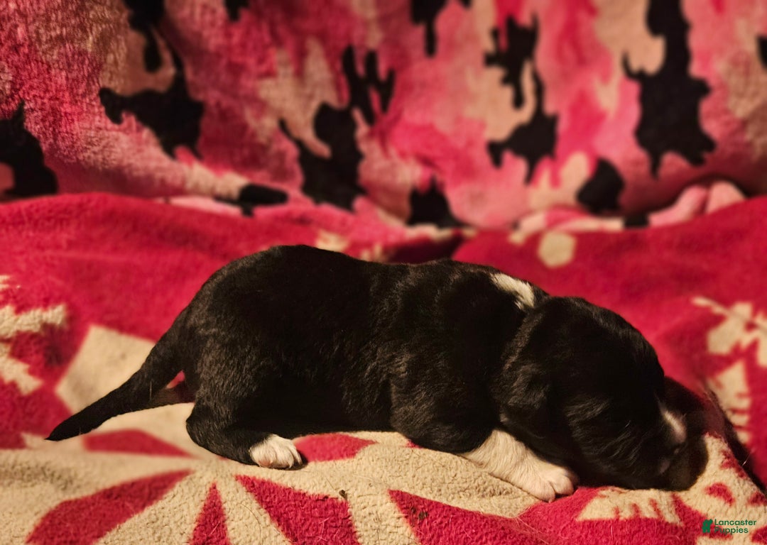 Border Collie dogs for sale: Ice - Ad 3