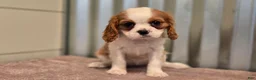 Cavalier King Charles Spaniel dogs for sale: Demi - Ad 9