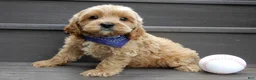 Cavapoo dogs for sale: Lance - Ad 3