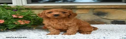 Mini Goldendoodle dogs for sale: Adonis - Ad 3