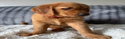 Golden Retriever dogs for sale: Golden Retriever Puppy 1 - Ad 5