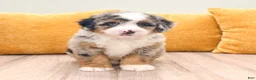 Mini Bernedoodle dogs for sale: Barbie - Blue Eyes - Ad 1