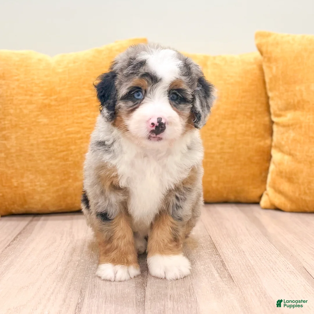Mini Bernedoodle dogs for sale: Barbie - Blue Eyes - Ad 1