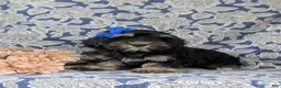 Cockapoo dogs for sale: Lauralee - Ad 2