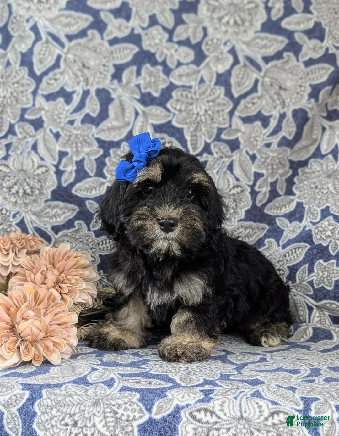 Cockapoo dogs for sale: Lauralee - Ad 2
