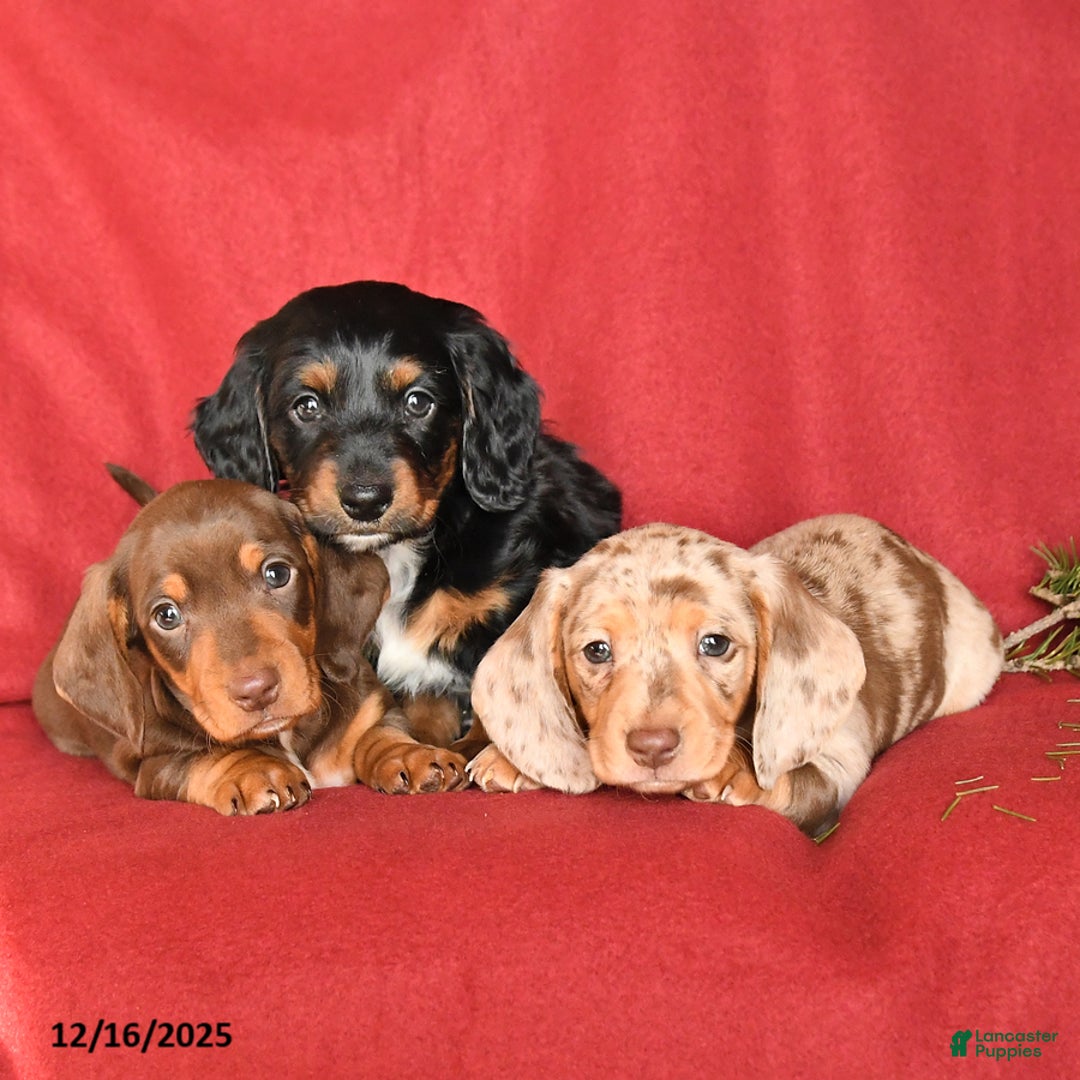 Dachshund dogs for sale: Rockey - Ad 3