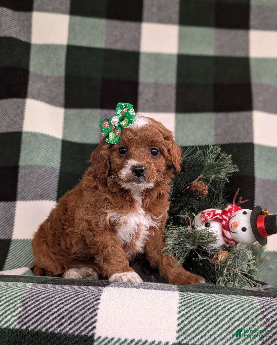 Cavapoo dogs for sale: Annaliese Hypoallergenic - Ad 3
