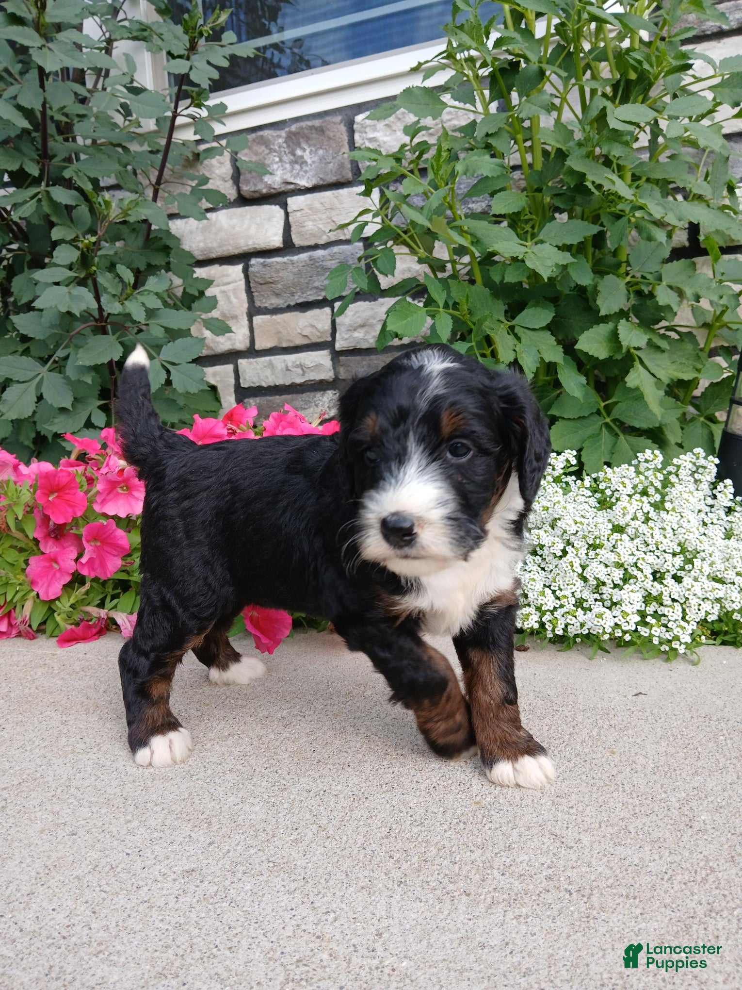 Bernedoodle dogs Luna - Ad 2