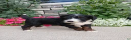 Bernedoodle dogs for sale: Luna - Ad 2