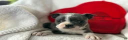 Boston Terrier dogs for sale: Remi - Ad 2