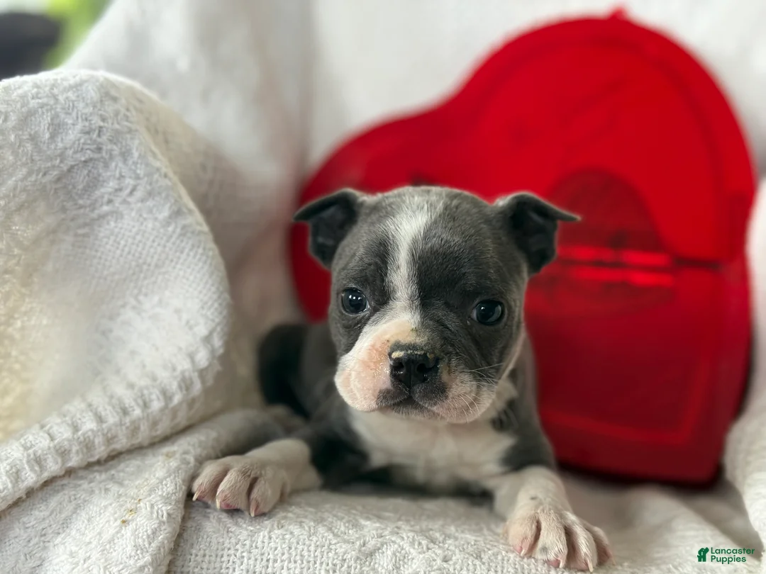 Boston Terrier dogs for sale: Remi - Ad 2